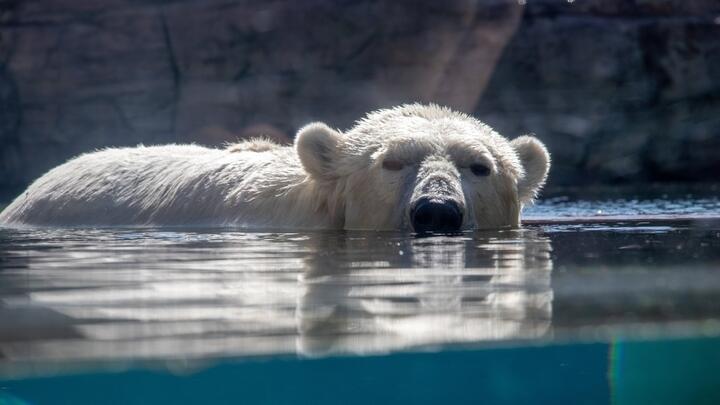 Polar bear in the water at San Diego Zoo.