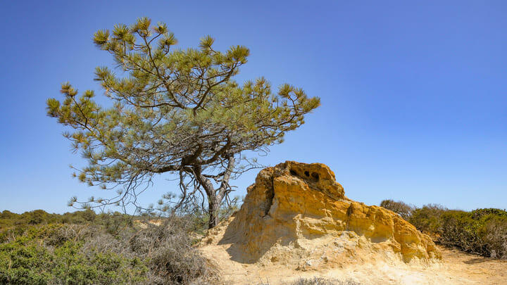 Torrey Pines Nature Reserve in La Jolla, San Diego
