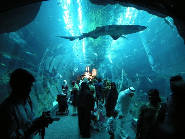 By Leandro Neumann Ciuffo (Dubai Aquarium) [CC BY 2.0], via Wikimedia Commons