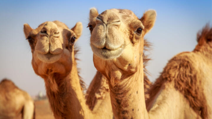 best safari tours dubai