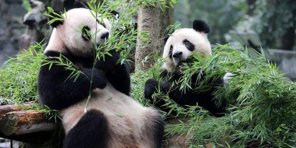 Panda bears at the Shanghai Zoo