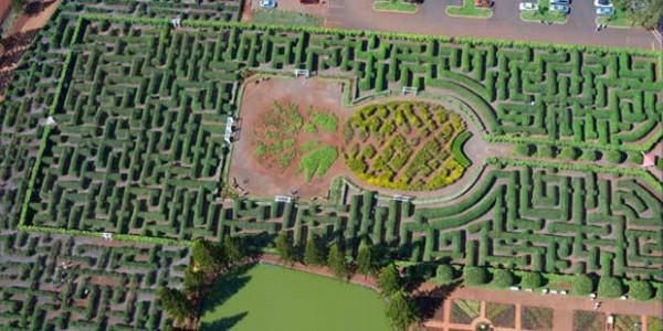 aerial view of the pineapple botanical maze at the Dole Plantation