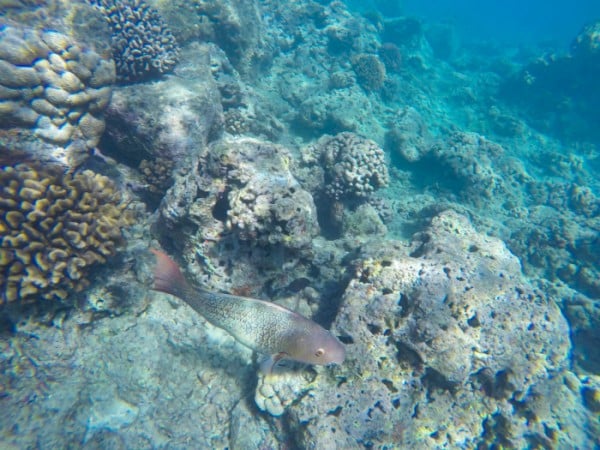 fish swimming coral reef oahu