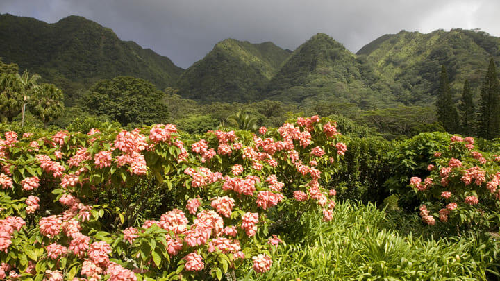 lyon arboretum oahu