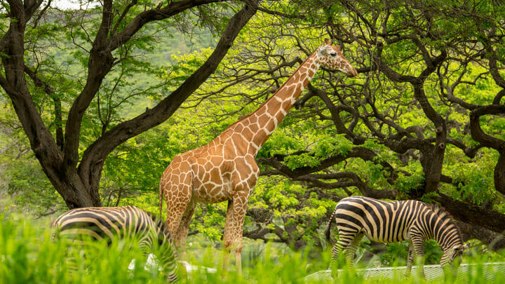 Zoo Oahu