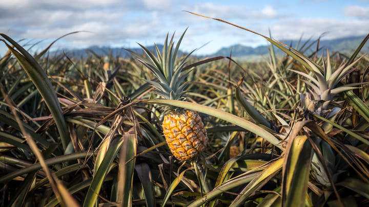 Pineapples growing on an Oahu plantation in Hawaii.