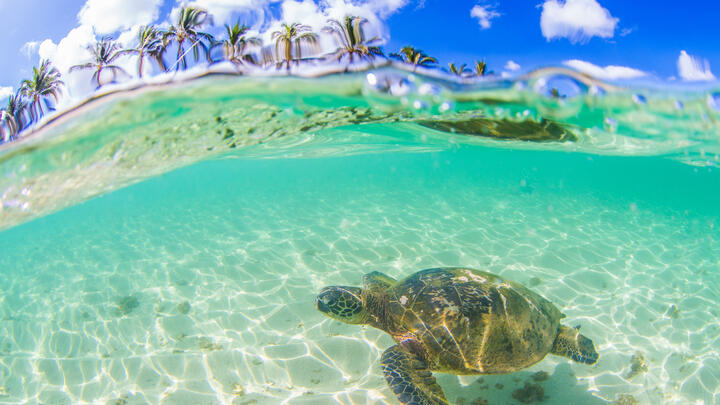 Turtle