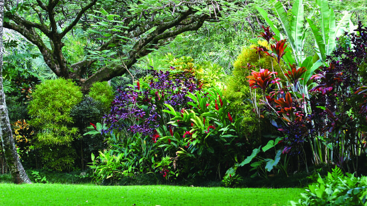 Botanical gardens in Waimea Valley, Oahu, Hawaii.