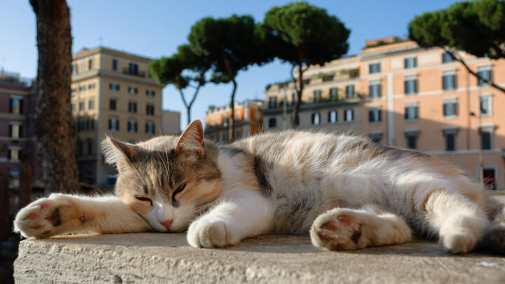 A rescue cat basking in the sun at Largo di Torre Argentina square in Rome