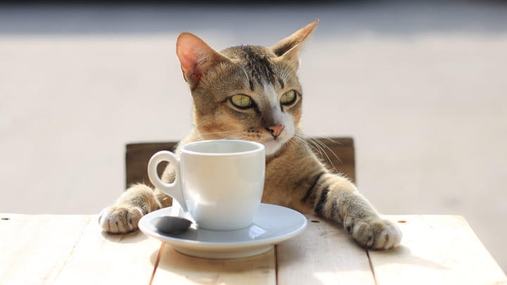 Cat with a cup of coffee