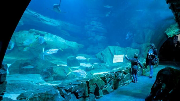 Besucher blicken auf viele Fische in einem großen Wasserbecken im Aquarium Paris