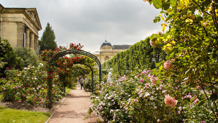 The rose garden in Paris's Jardin des Plantes