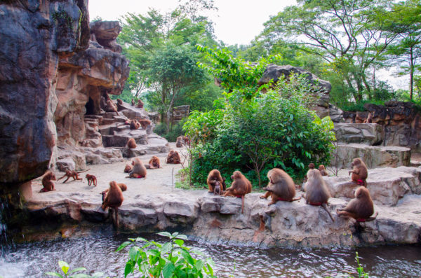 monkeys at Singapore Zoo