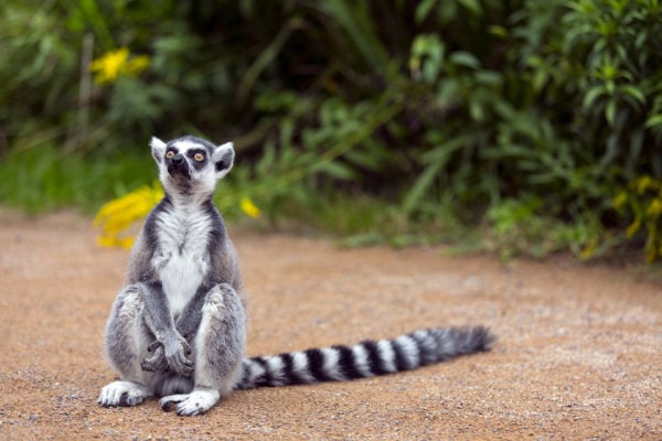 Lemur at Singapore Zoo