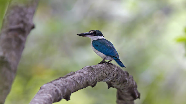 A collared kingfisher in the Sungei Buloh Wetland Reserve, Singapore