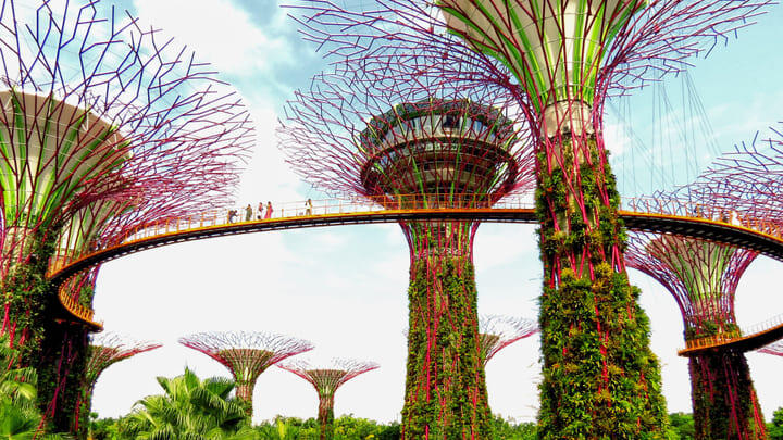 Supertree Grove and elevated walkway at Singapore's Gardens by the Bay attraction