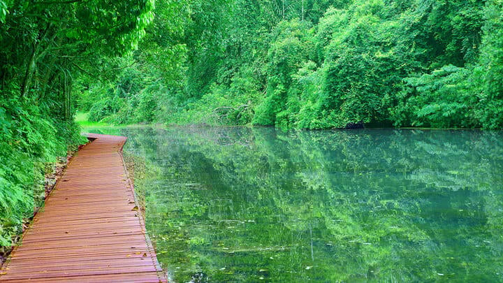 Boardwalk by the lake at MacRitchie Reservoir in Singapore