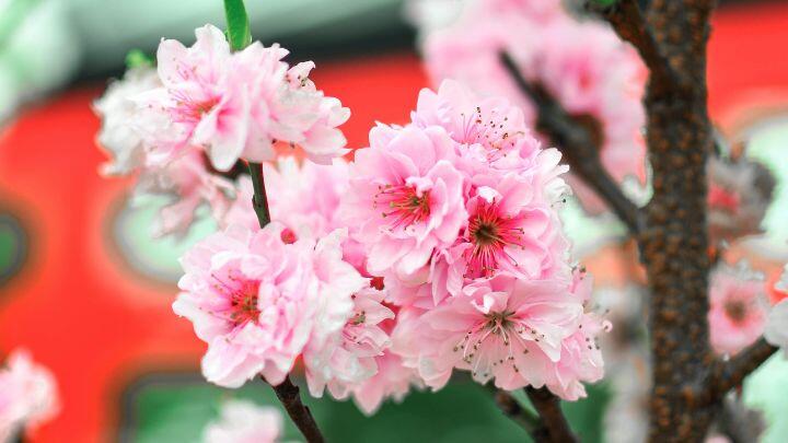 Close up of pink cherry blossom flowers with blurred red background