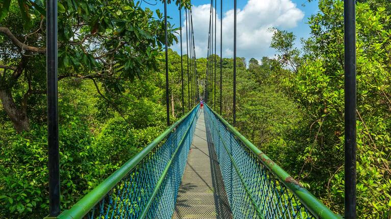 Singapore MacRitchie Resevoir