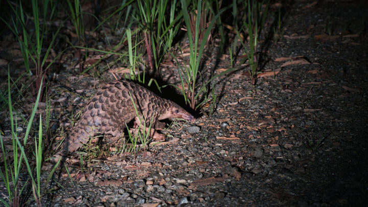 An endangered Sunda pangolin