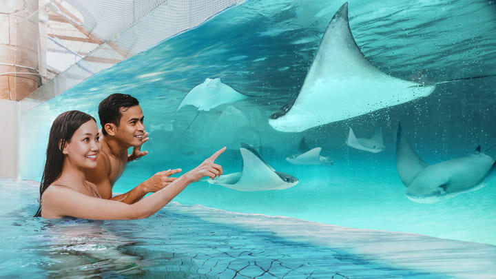 The underwater viewing tunnel at Adventure Cove Water Park in Singapore
