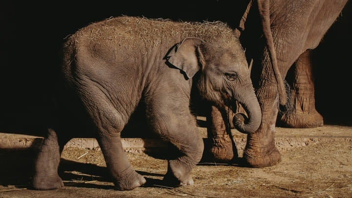 Asian elephant baby.