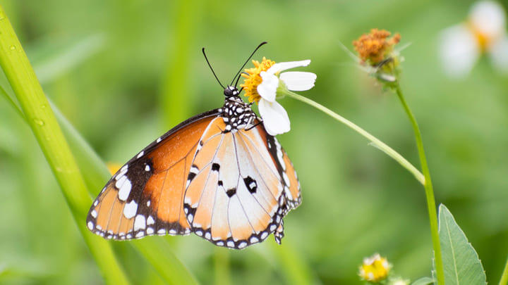 Plain Tiger butterfly feeding on nectar in a Singapore nature reserve.