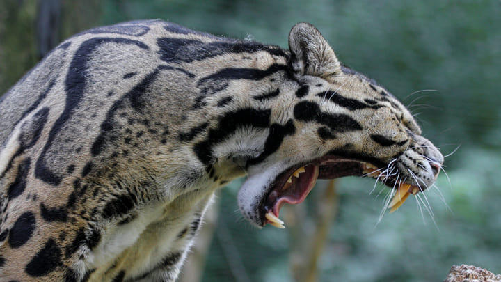 Clouded leopard.
