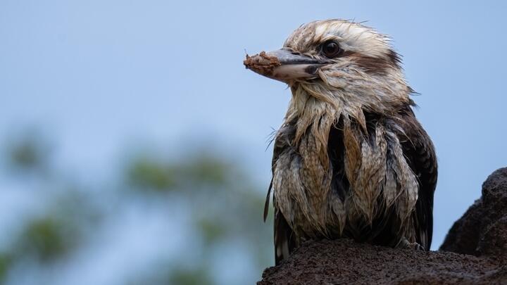 Kookaburra at Bird Paradise in Singapore.