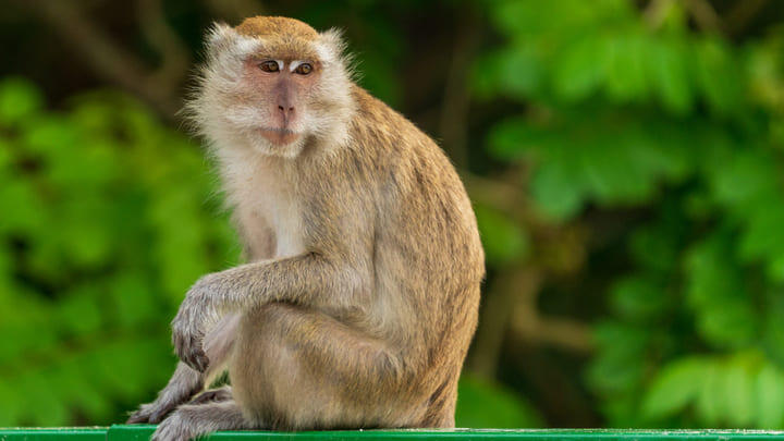 A long-tailed macaque on Coney Island, Singapore.