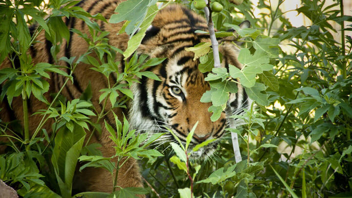 Malayan tiger in the undergrowth.