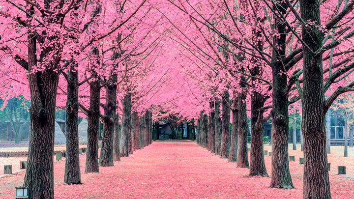 Avenue of trees with bright pink blossom on Nami Island near Seoul.