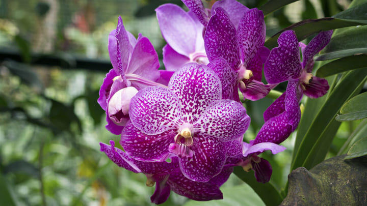 An orchid in bloom at the National Orchid Garden in Singapore.