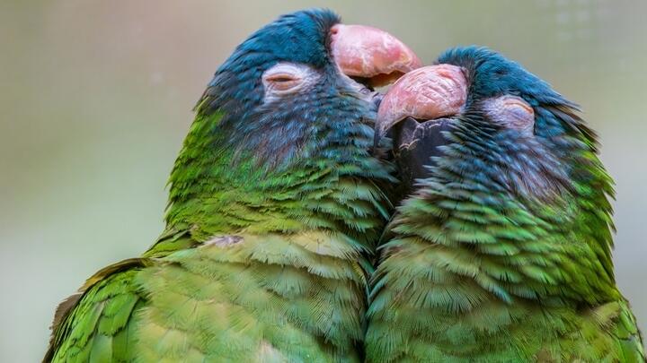 A pair of parrots at Bird Paradise in Singapore.