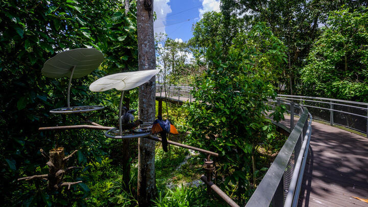 Elevated walkway at Bird Paradise in Singapore.