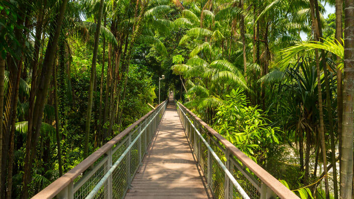A walkway beneath the jungle canopy on Singapore's Southern Ridges Trail