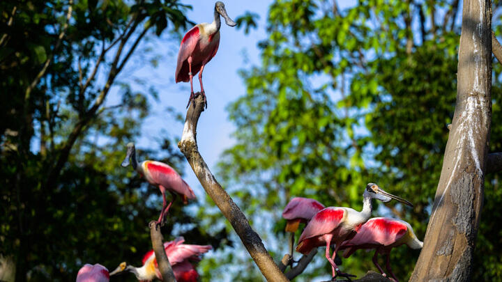 Roseate spoonbills at Bird Paradise in Singapore.