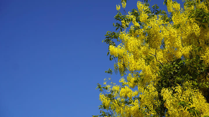 The bright yellow blossoms of Thailand's national tree.