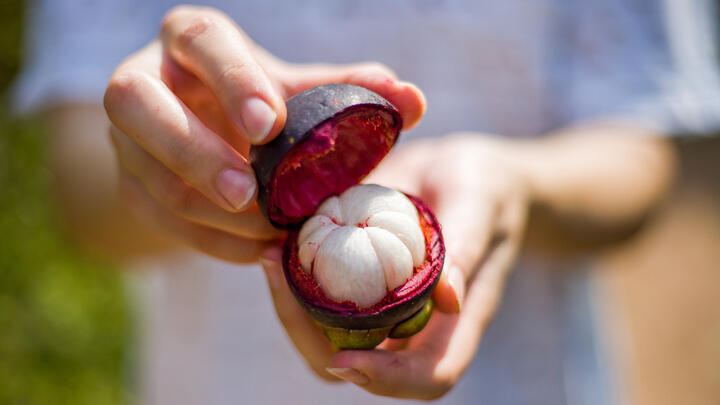 The open shell of a ripe mangosteen fruit.