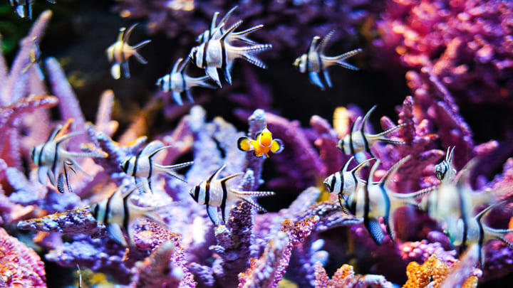 Tropical fish at SEA LIFE Bangkok Ocean World.