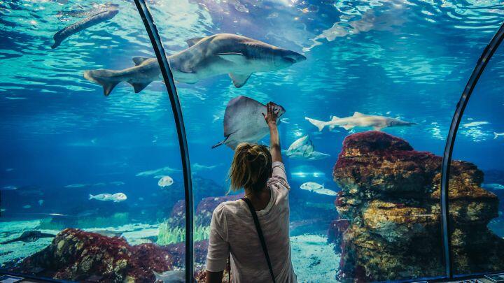 Woman puts a hand up to the glass of a tank of sharks and rays at Barcelona Aquarium
