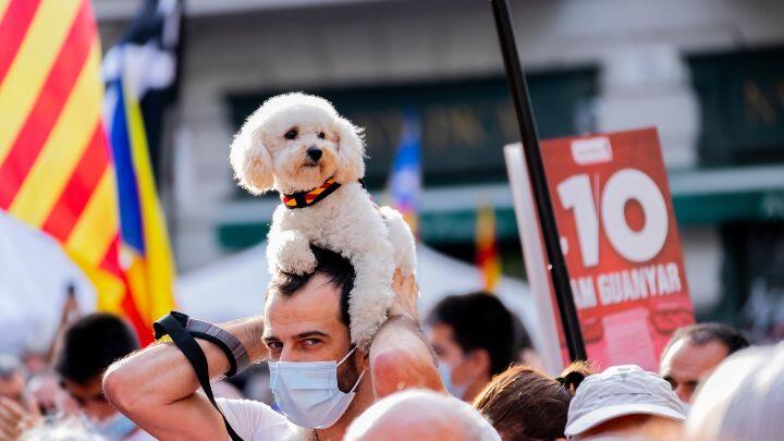 White poodle sits on a mans head, above the crowd for Sant Roc festival Barcelona