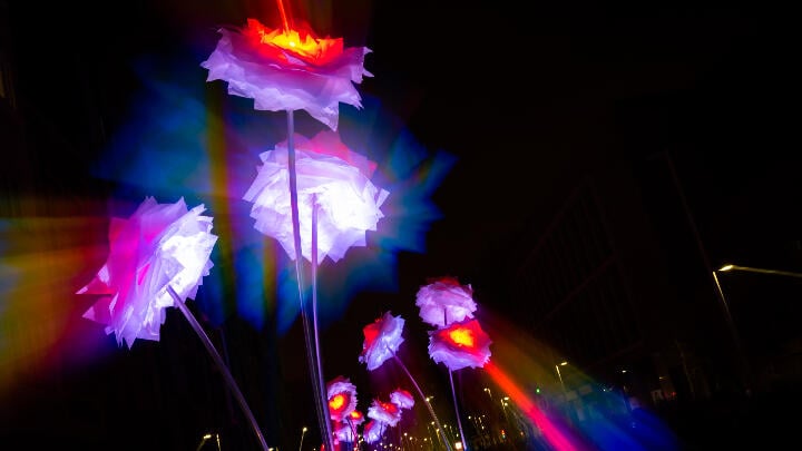 Giant illuminated flowers on display during the Llum Festival