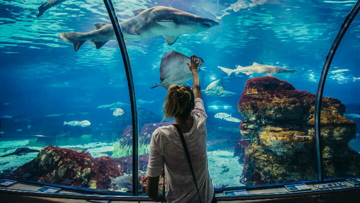Woman reaching out to touch the glass at the Barcelona Aquarium