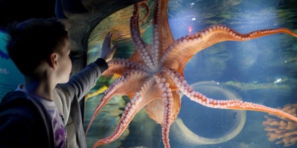 SEA LIFE Aquarium is one of the most fun things to do in London