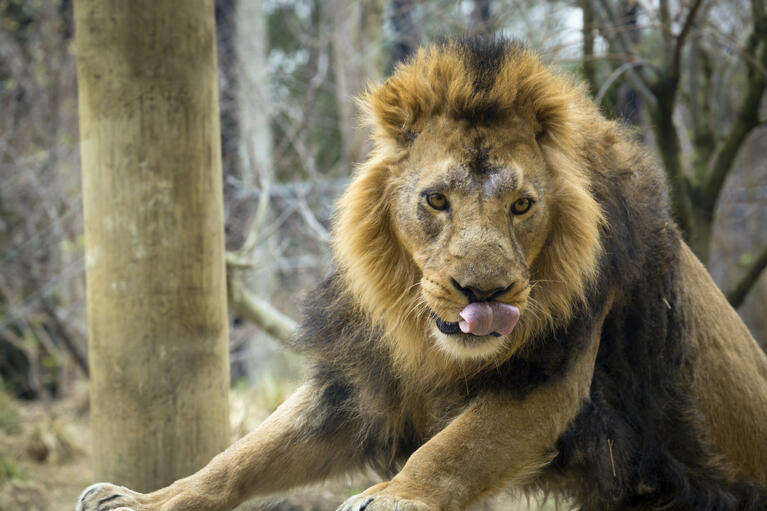 Lion with snow on his face at London Zoo