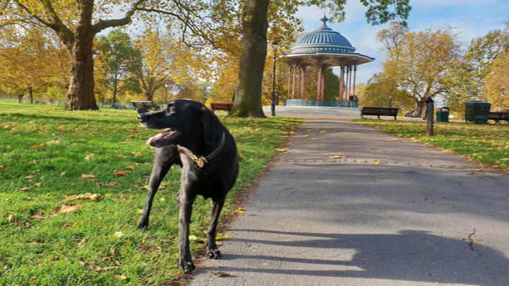 outdoor activities in london clapham common