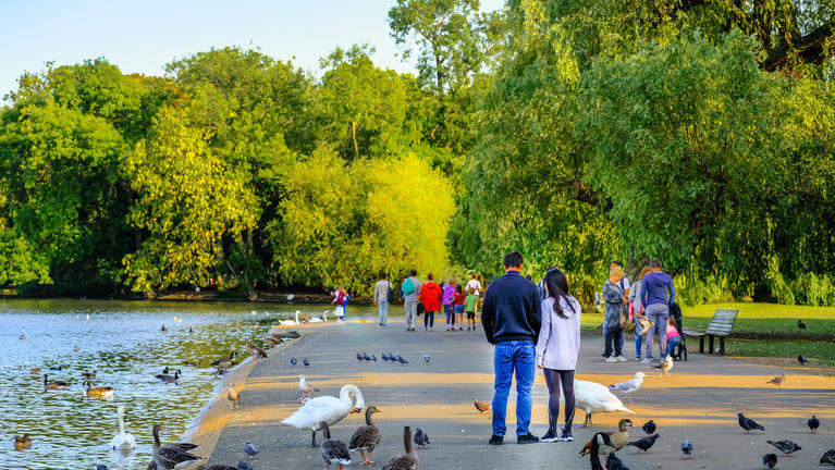 Walkers feed the ducks and swans in Regents Park.