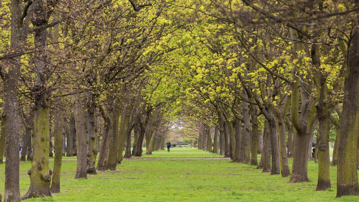 things to do alone in london regents park
