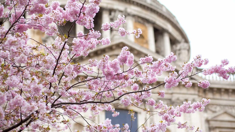 Blossom brightens St Paul's Cathedral in spring
